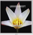/album/photo-gallery-canvas-uri/decoratiuni-de-perete-canvas-lc-0173-jpg/